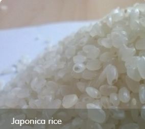 Gạo Japonica